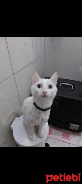 Van Kedisi, Kedi  Bulut fotoğrafı