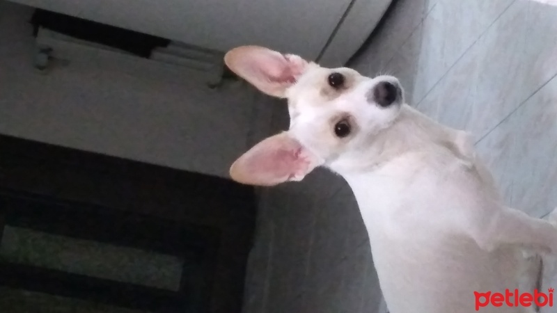 Jack Russell Terrier, Köpek  Daisy fotoğrafı