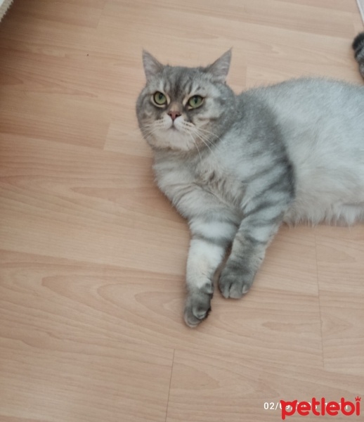 British Longhair, Kedi  Bulut fotoğrafı