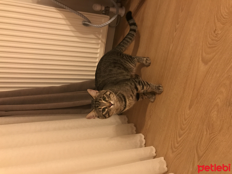 Tekir Kedi, Kedi  Minik fotoğrafı