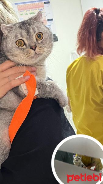 Scottish Fold, Kedi  Şans fotoğrafı