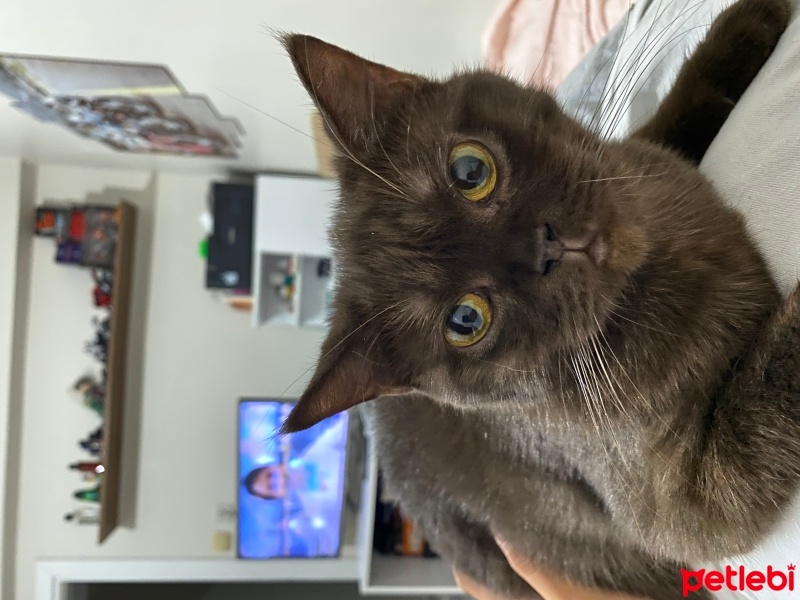 British Shorthair, Kedi  LATTE fotoğrafı