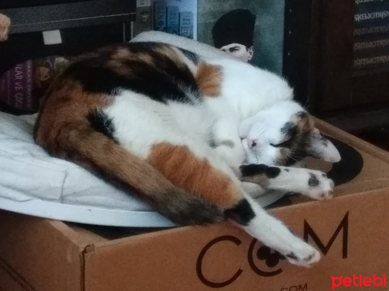 Manx, Kedi  Panpiş fotoğrafı