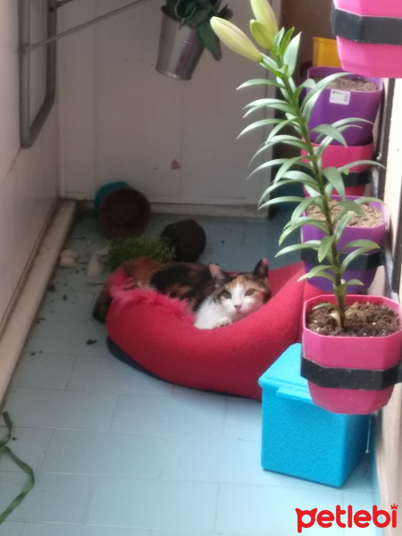 Manx, Kedi  Panpiş fotoğrafı