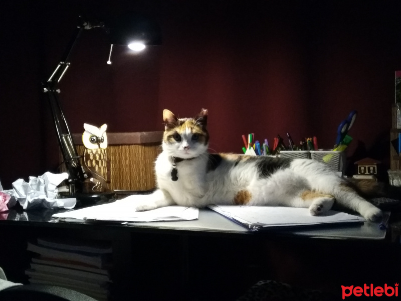 Manx, Kedi  Panpiş fotoğrafı