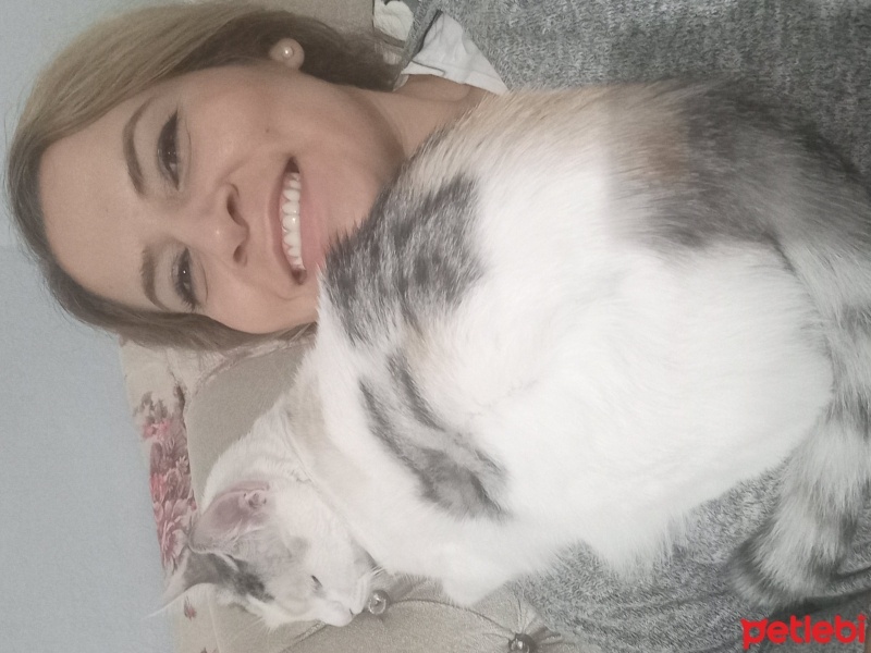 Tekir Kedi, Kedi  Venüs ve maya fotoğrafı