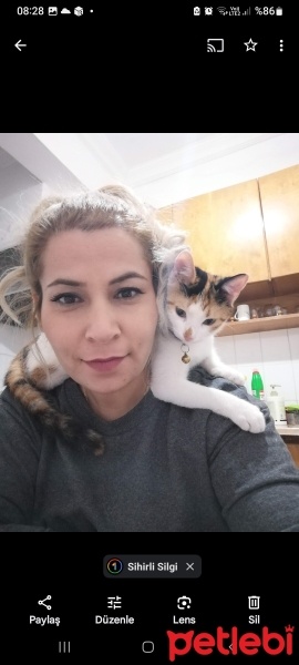 Tekir Kedi, Kedi  Venüs ve maya fotoğrafı