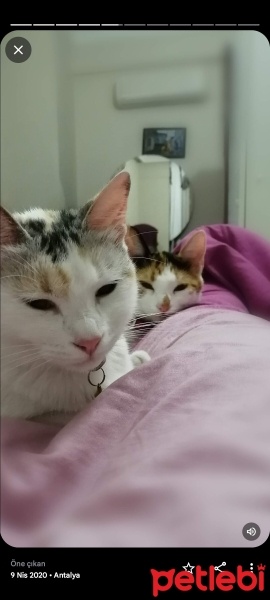 Tekir Kedi, Kedi  Venüs ve maya fotoğrafı