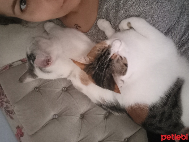 Tekir Kedi, Kedi  Venüs ve maya fotoğrafı