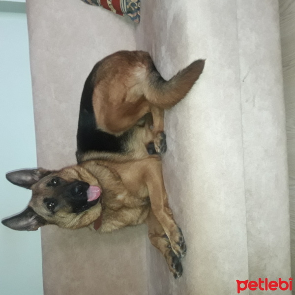 Alman Çoban Köpeği, Köpek  LEYDİ fotoğrafı