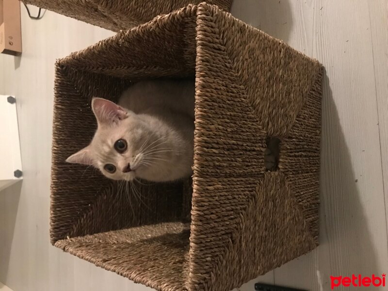 British Shorthair, Kedi  Nohut fotoğrafı