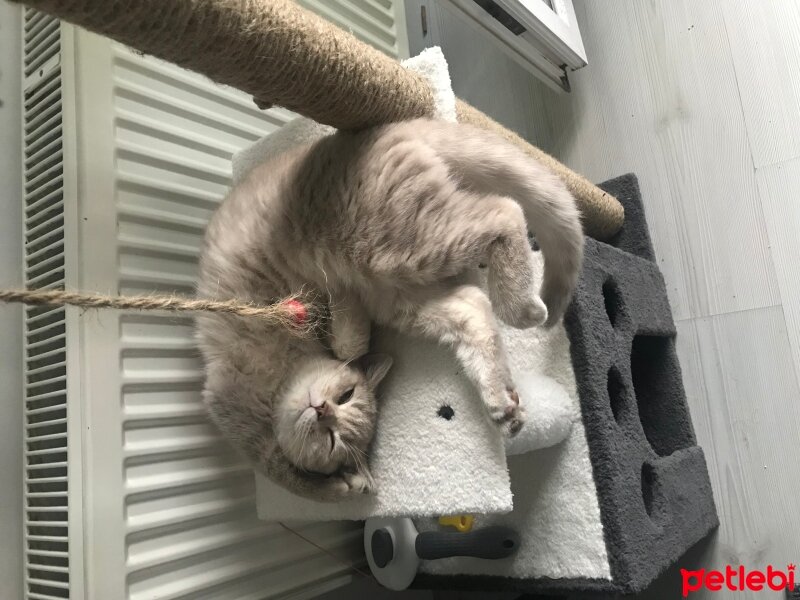 British Shorthair, Kedi  Nohut fotoğrafı