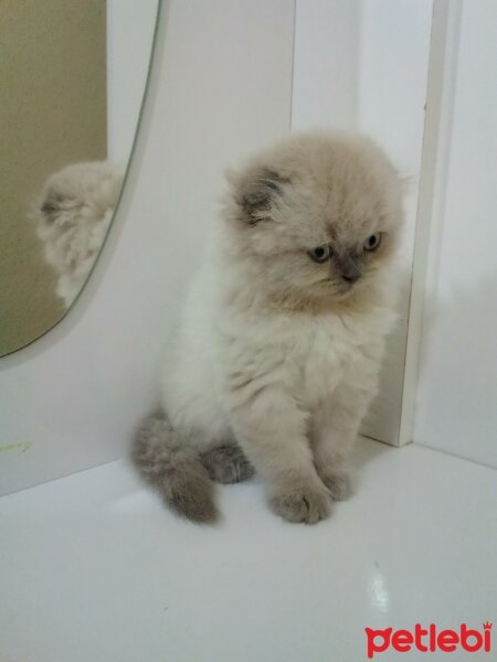 Scottish Fold, Kedi  maviş fotoğrafı