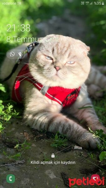 Scottish Fold, Kedi  GOFRET fotoğrafı