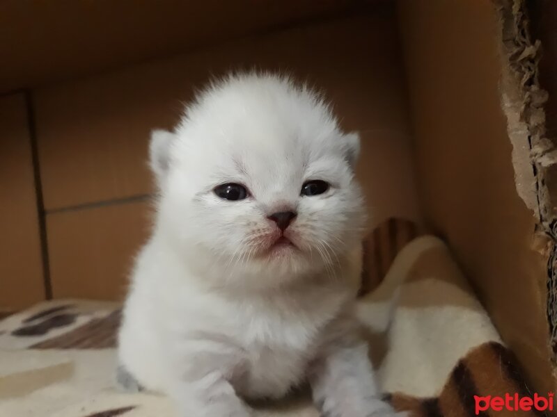 Scottish Fold, Kedi  GOFRET fotoğrafı