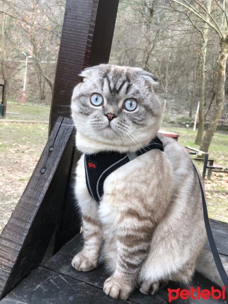 Scottish Fold, Kedi  GOFRET fotoğrafı