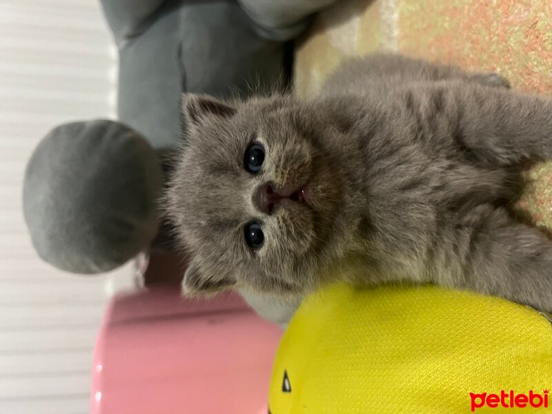 British Shorthair, Kedi  Mia nın bebişleri fotoğrafı