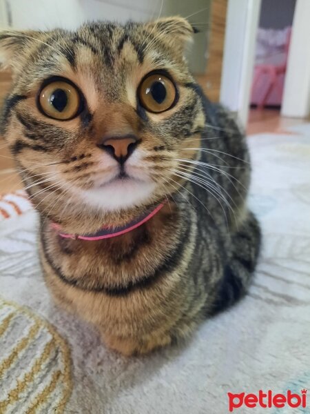 Scottish Fold, Kedi  Misket fotoğrafı