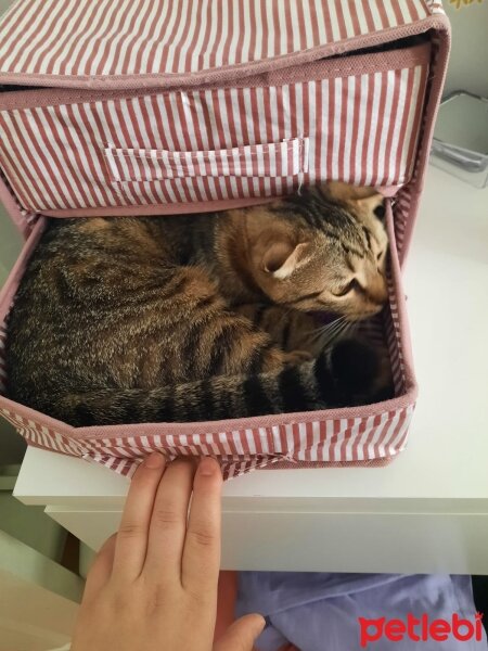 Scottish Fold, Kedi  Misket fotoğrafı