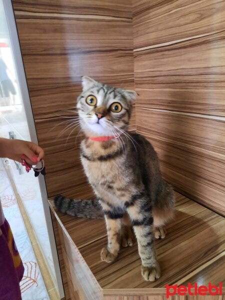 Scottish Fold, Kedi  Misket fotoğrafı