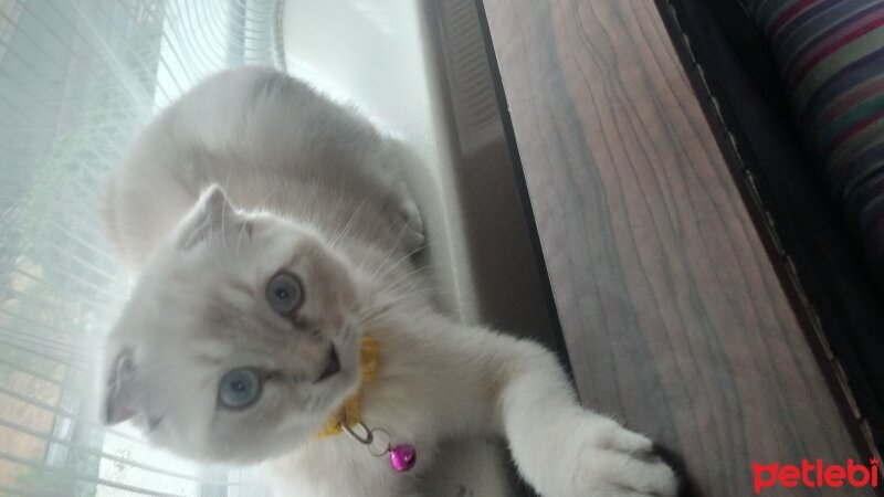 Scottish Fold, Kedi  Çakıl fotoğrafı