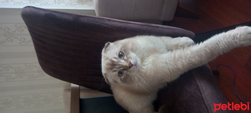 Scottish Fold, Kedi  Çakıl fotoğrafı