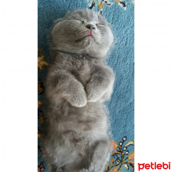 Scottish Fold, Kedi  Düğme fotoğrafı