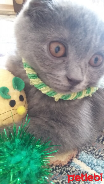 Scottish Fold, Kedi  Düğme fotoğrafı