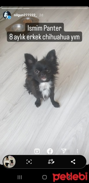 Chihuahua, Köpek  Panter fotoğrafı