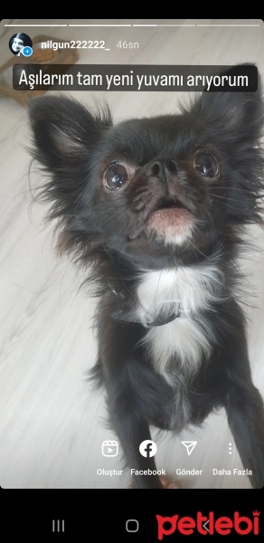 Chihuahua, Köpek  Panter fotoğrafı
