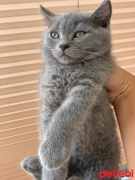 British Shorthair, Kedi  British fotoğrafı