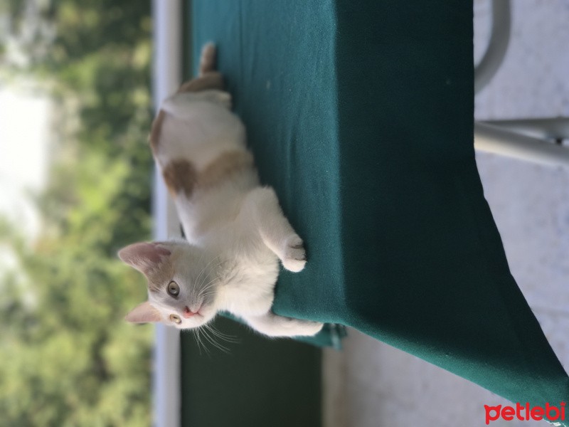 Tekir Kedi, Kedi  Bal fotoğrafı