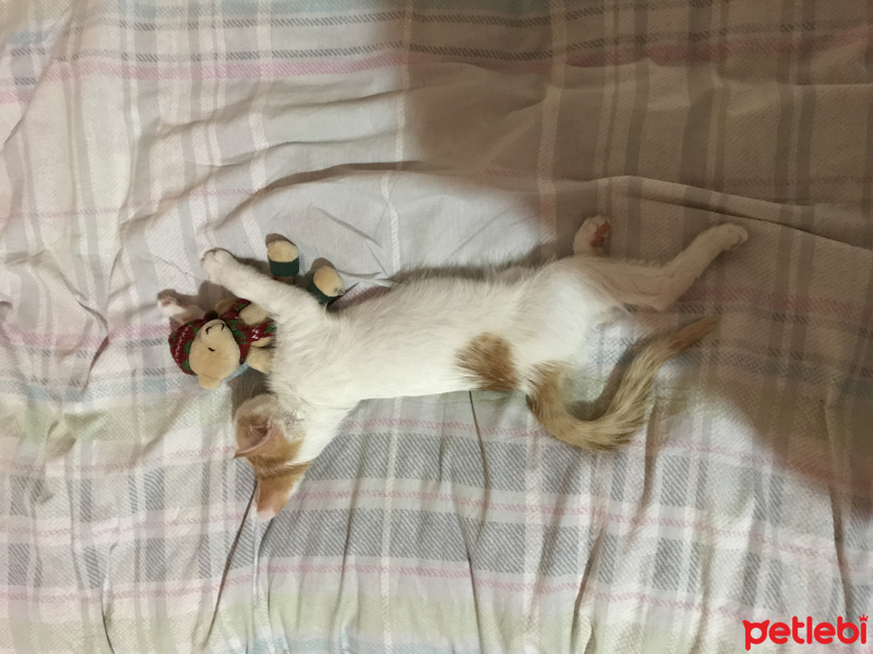 Tekir Kedi, Kedi  Bal fotoğrafı