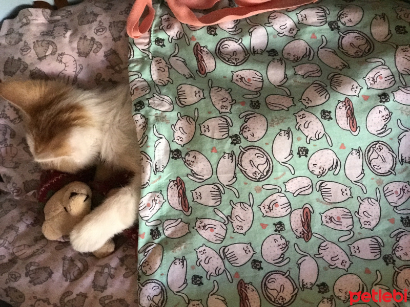 Tekir Kedi, Kedi  Bal fotoğrafı