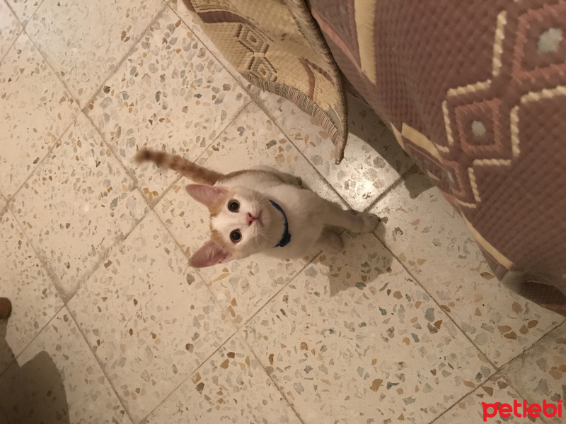 Tekir Kedi, Kedi  Bal fotoğrafı