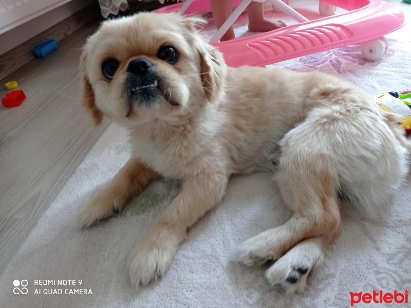 Pekingese, Köpek  Pati fotoğrafı