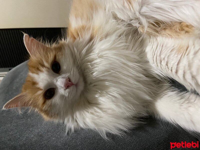 Norwegian Forest, Kedi  ŞEFTALİ fotoğrafı