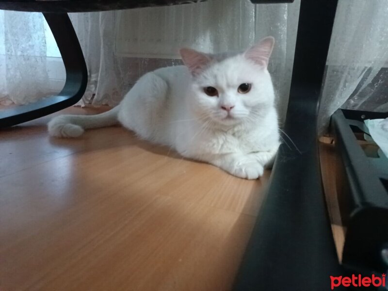 British Shorthair, Kedi  Bobo fotoğrafı