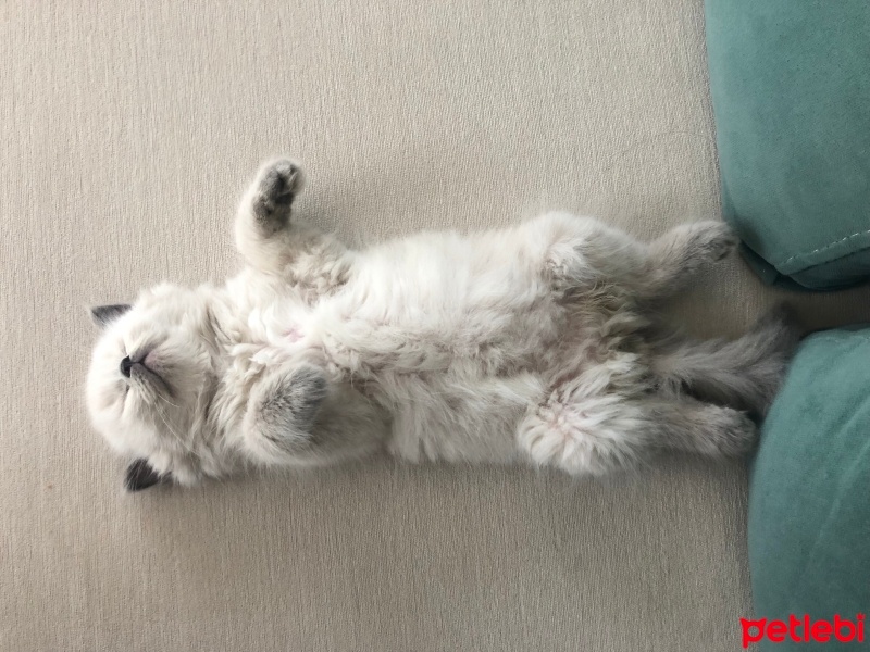 British Longhair, Kedi  mia fotoğrafı