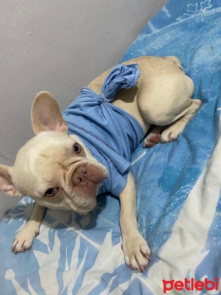 Fransız Bulldog, Köpek  Silver fotoğrafı