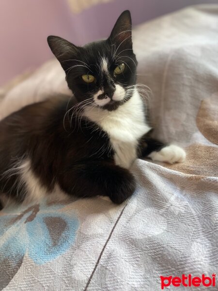 Tuxedo (Smokin) Kedi, Kedi  Şirin fotoğrafı