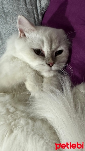 British Shorthair, Kedi  Yumak fotoğrafı