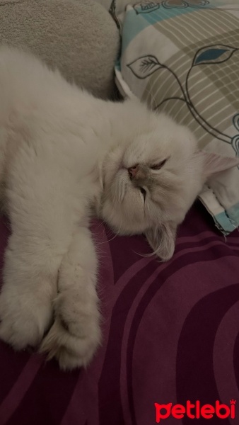 British Shorthair, Kedi  Yumak fotoğrafı