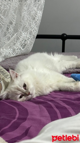 British Shorthair, Kedi  Yumak fotoğrafı