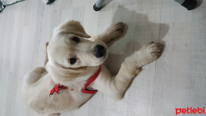 Golden Retriever, Köpek  Zeus fotoğrafı