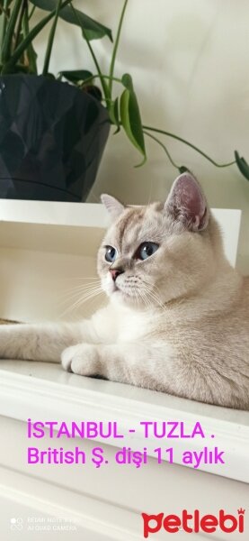 British Shorthair, Kedi  Mira fotoğrafı