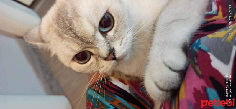 British Shorthair, Kedi  Mira fotoğrafı