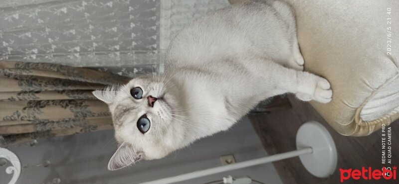 British Shorthair, Kedi  Mira fotoğrafı