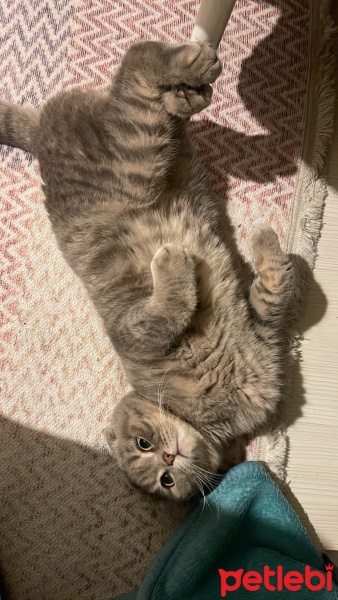 Scottish Fold, Kedi  Süleyman Çakır fotoğrafı
