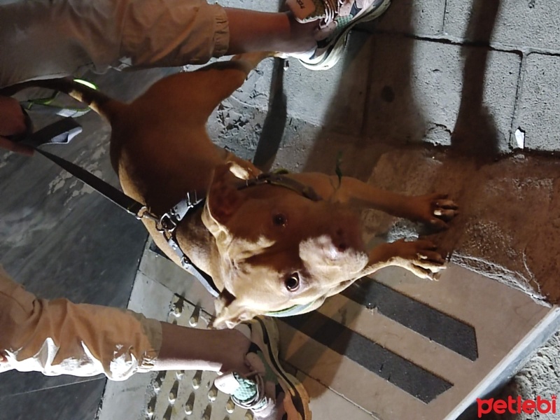 Rottweiler, Köpek  pablo fotoğrafı